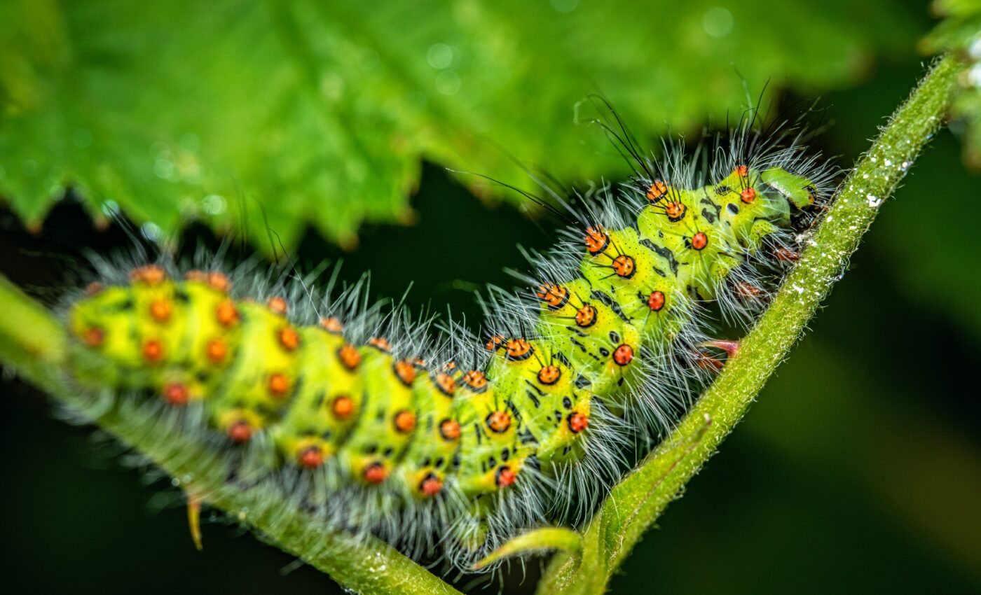 Insects had sophisticated defense strategies 100 million years ago
