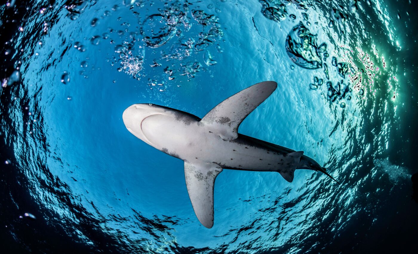 Shocking shark mortality rates are on the rise worldwide