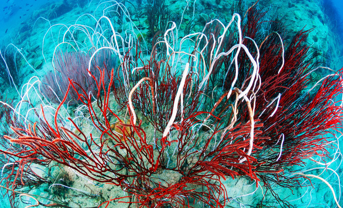 A single-celled microbe is protecting corals from heat and helping them survive climate change