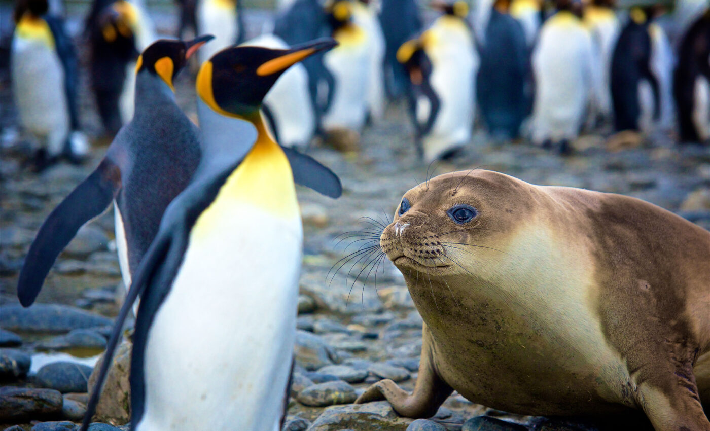 Antarctic water acidity levels will soon double, greatly harming marine life