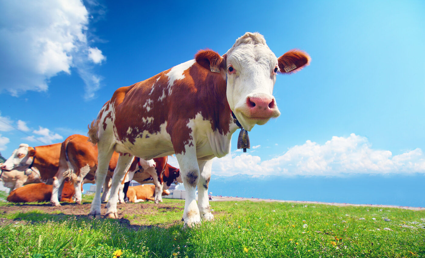 Farmers want to "talk" to their cows, so AI is helping them interpret 'moos' and burps