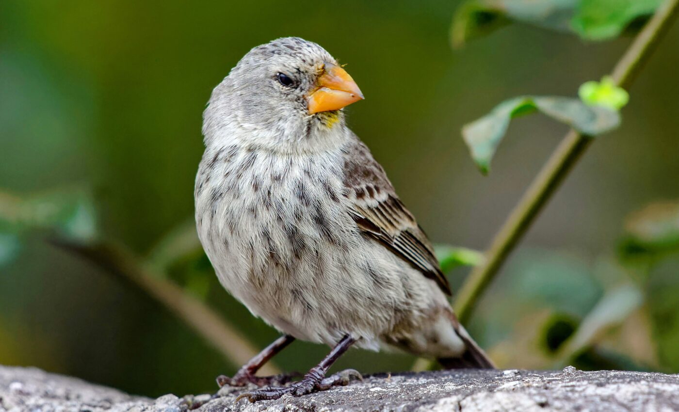 Urban finches have surprising resilience against deadly vampire fly
