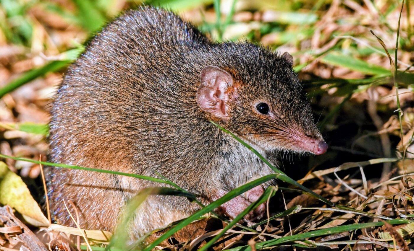 With only one shot at mating, the male antechinus gives up sleep for sex