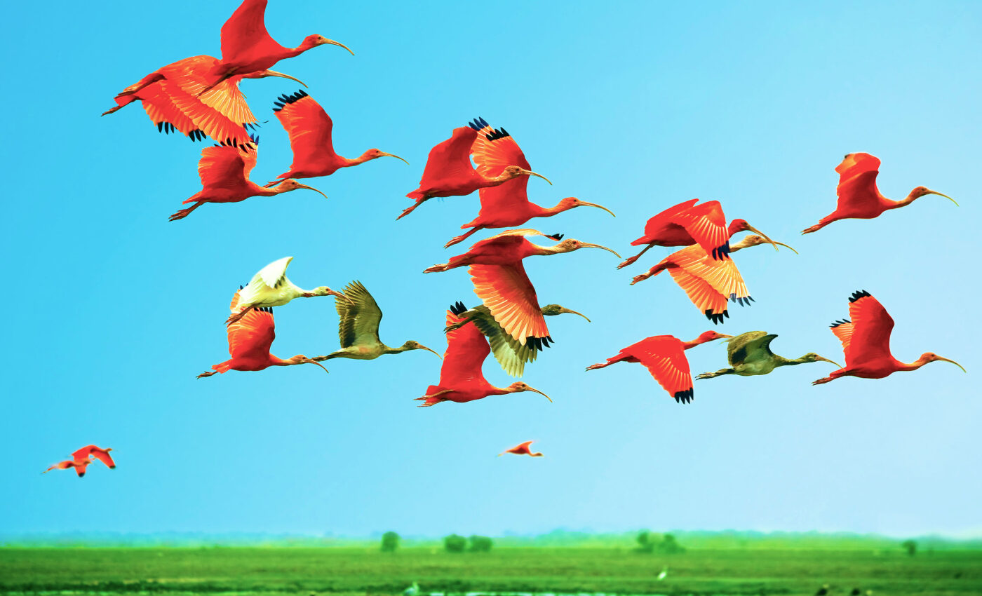 Migratory birds are struggling to adapt to climate change