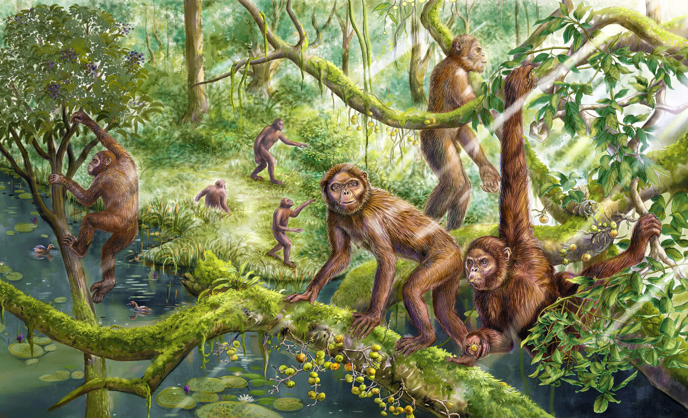 How early humans learned to walk from an ancestor called Lufengpithecus