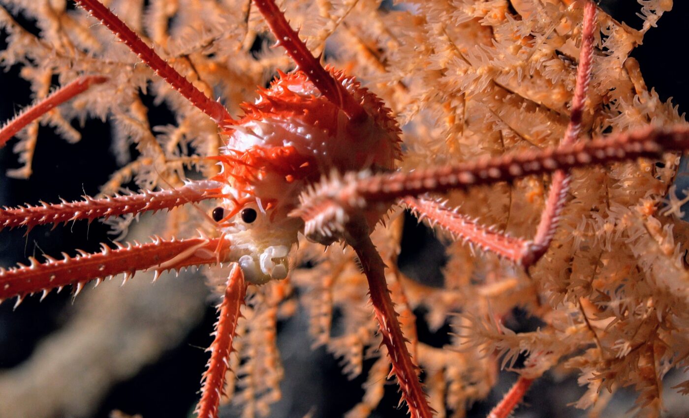 Ocean life: 100 new sea creatures found in Chile