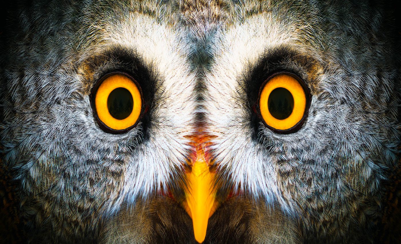 New camera snaps photos that mimic animal vision and the colors they see