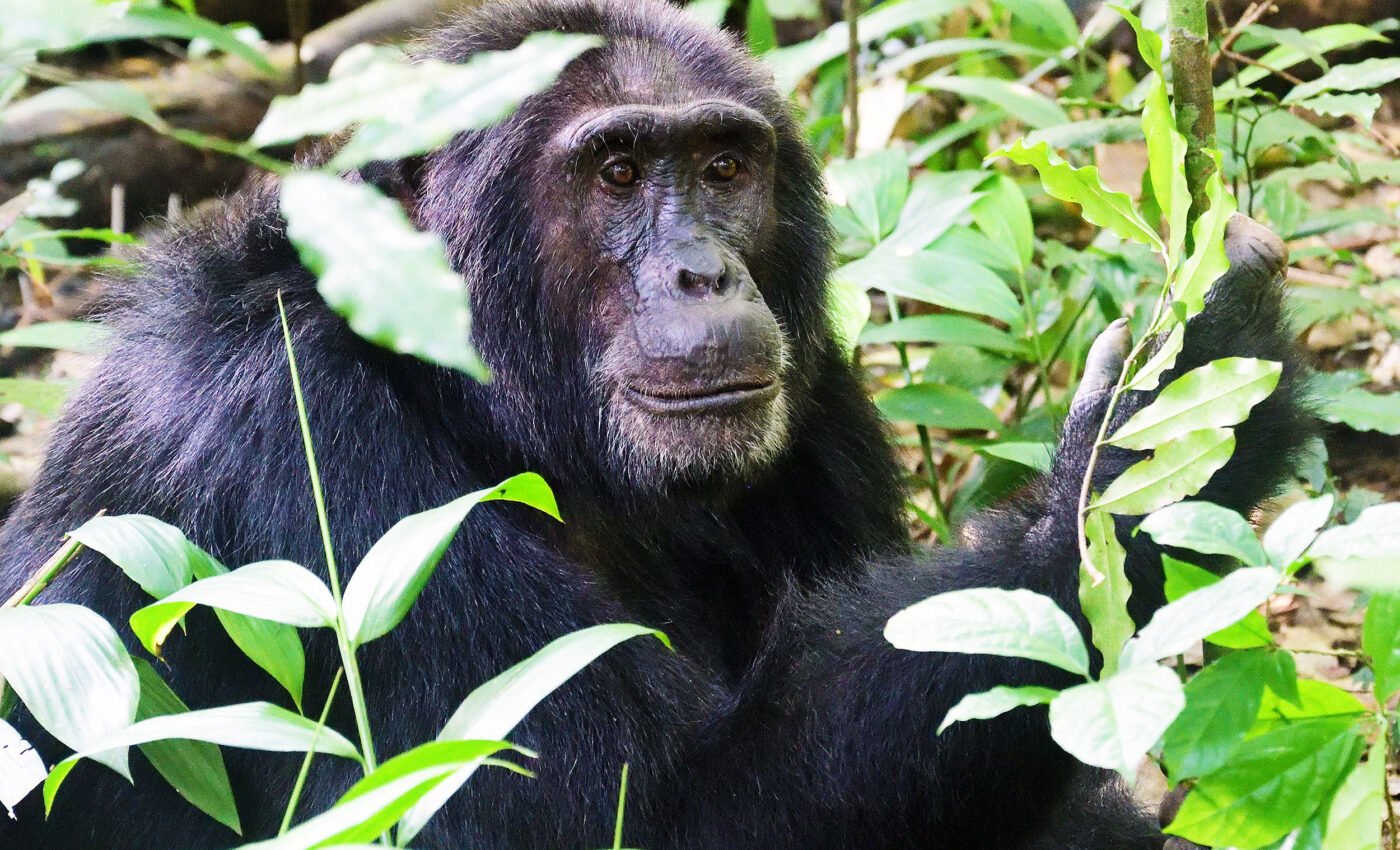 Great apes will suffer through frequent and extreme climate events