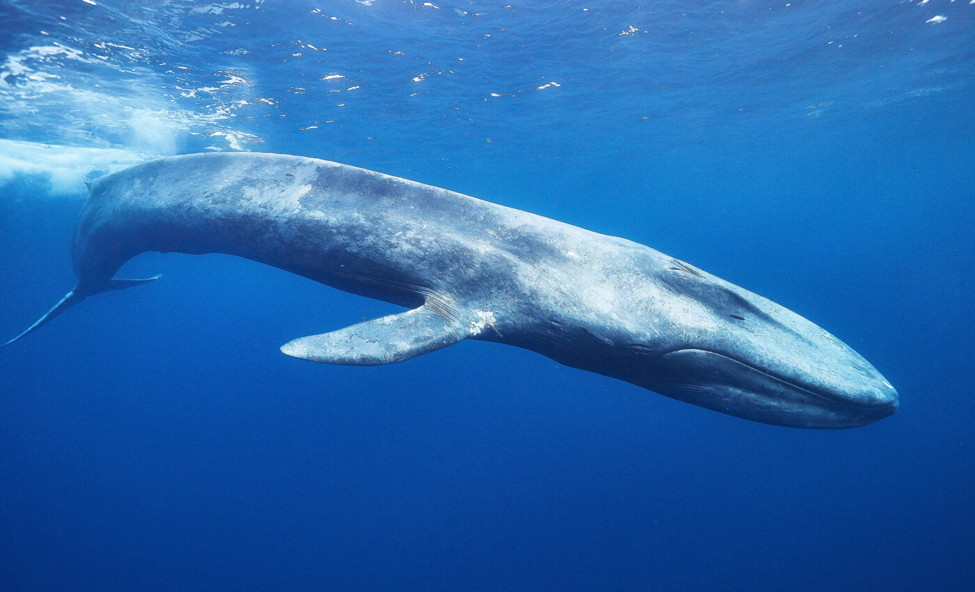 Ancient whale, Perucetus colossus, wasn't as big as previously believed