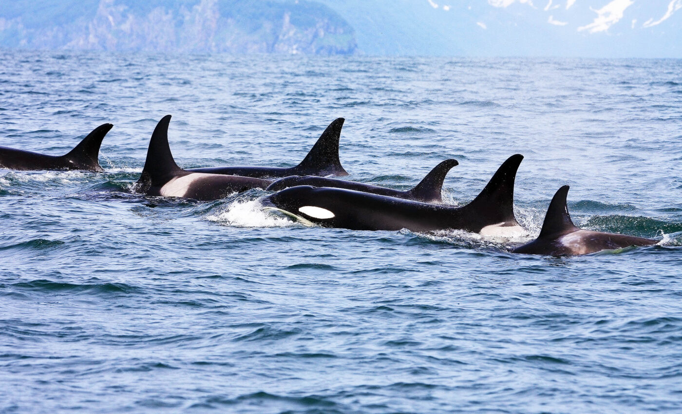 Killer whales seen with shark bites may be a completely new population