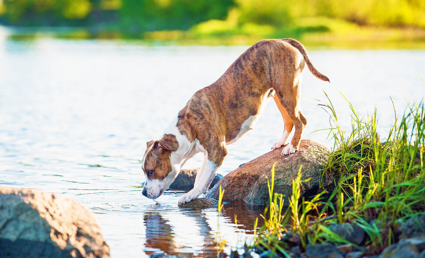 Warning: Dog-killing "liver fluke" parasite discovered in US for the first time