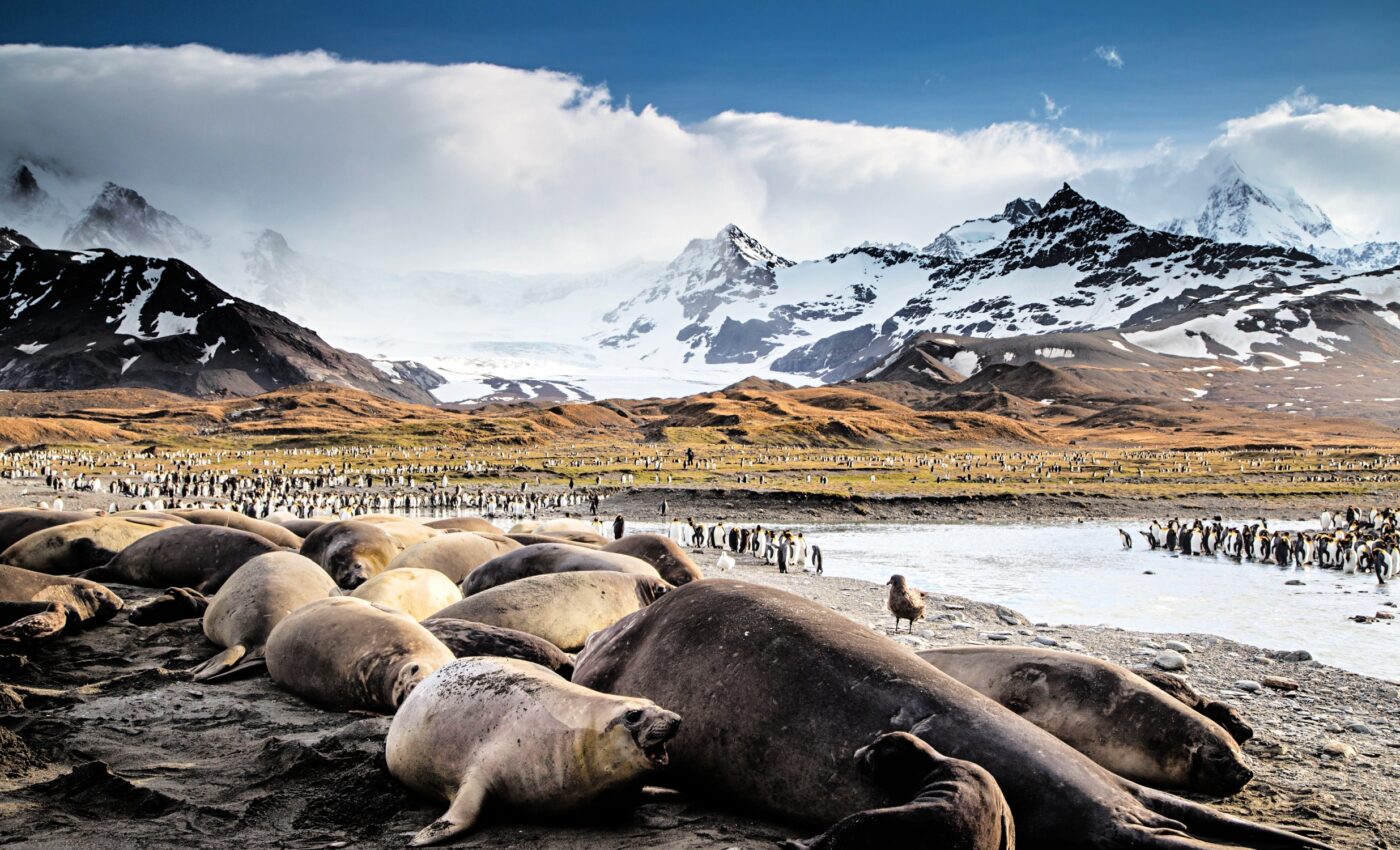 Bird flu is killing thousands of seals and sea lions globally