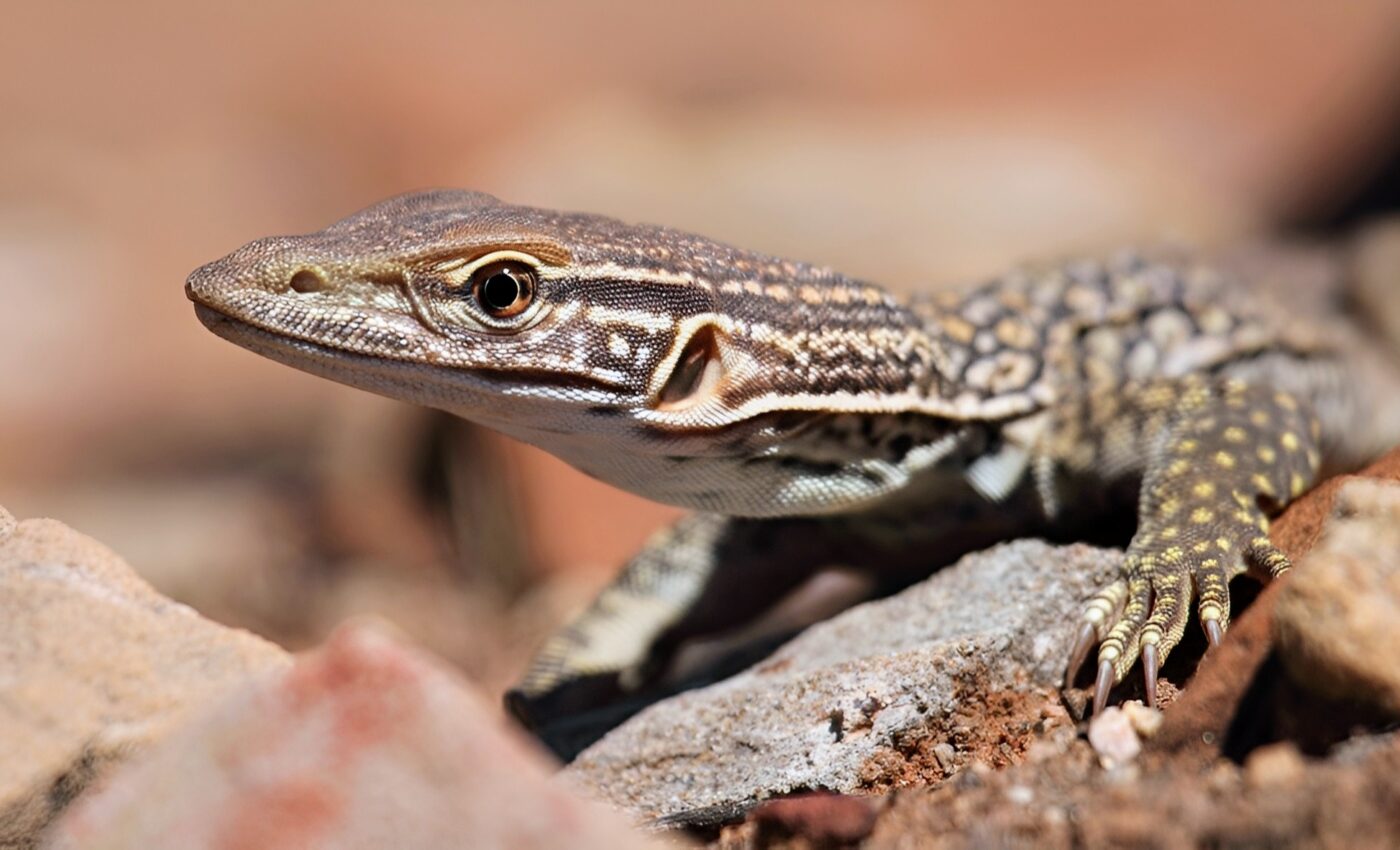 Some lizards have evolved to resist deadly snake venom