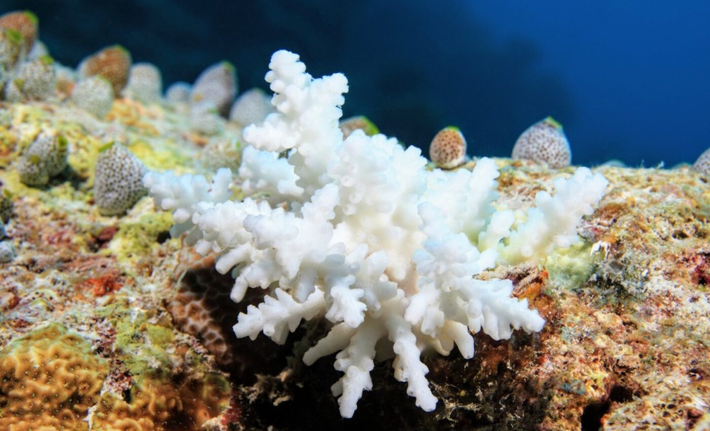 Coral bleaching hinders reproduction in popular reef species