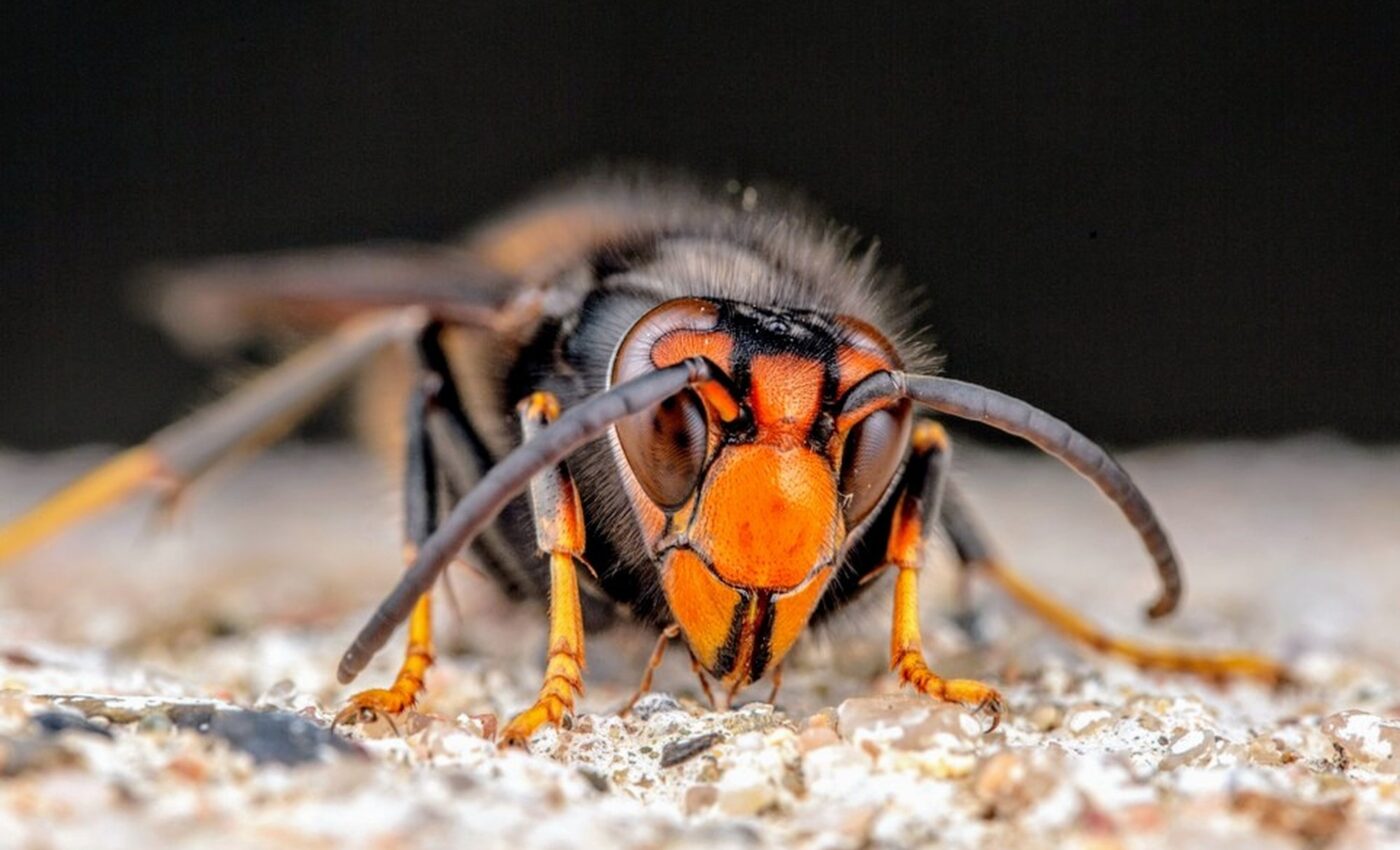 AI detection system quickly identifies invasive species