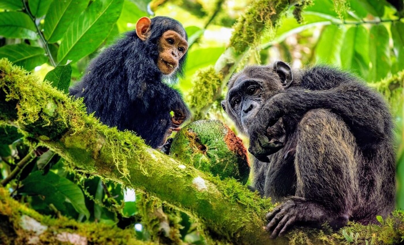 Mining is permanently damaging great ape populations in Africa