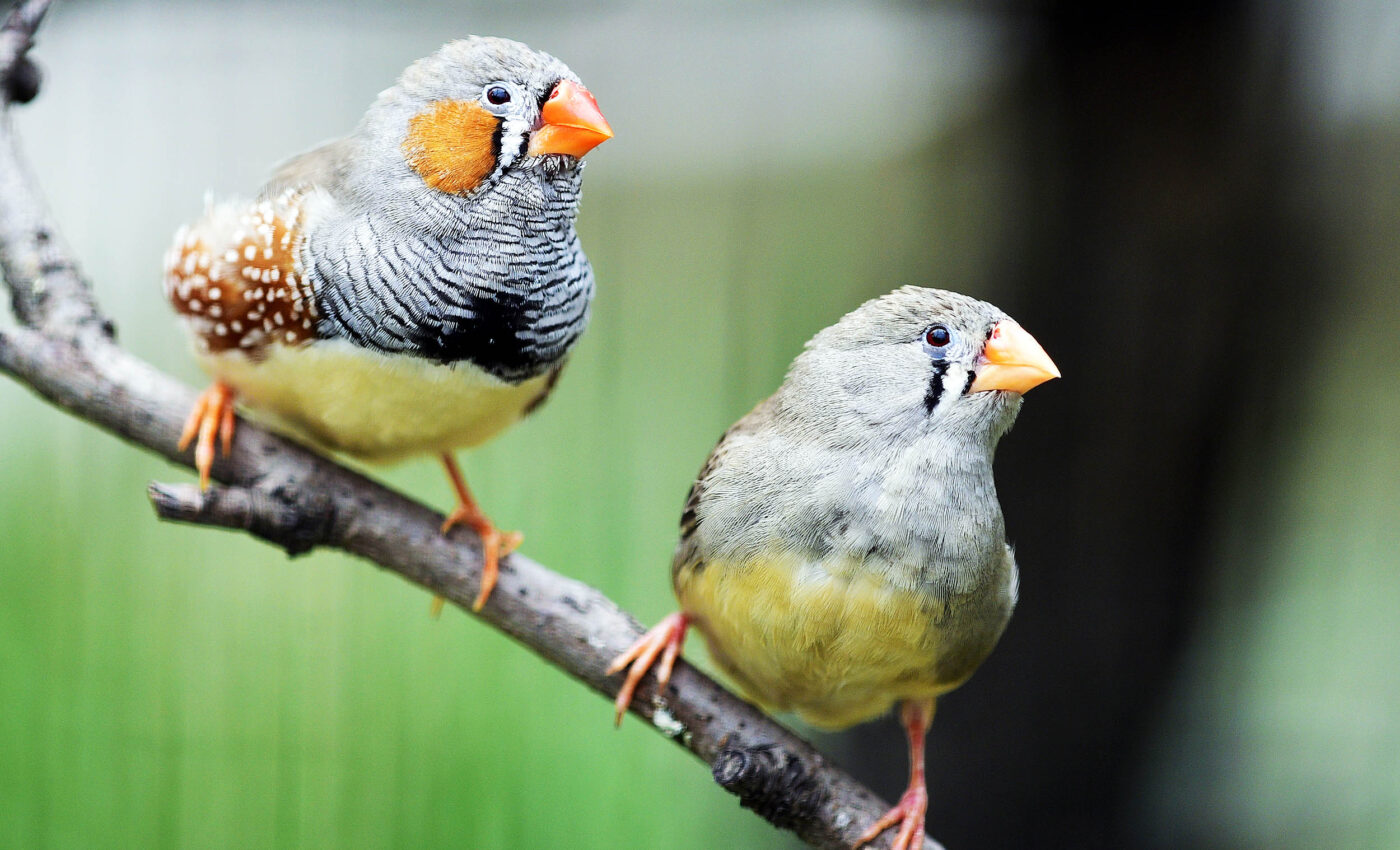These birds choose mates who can sing the most complex songs
