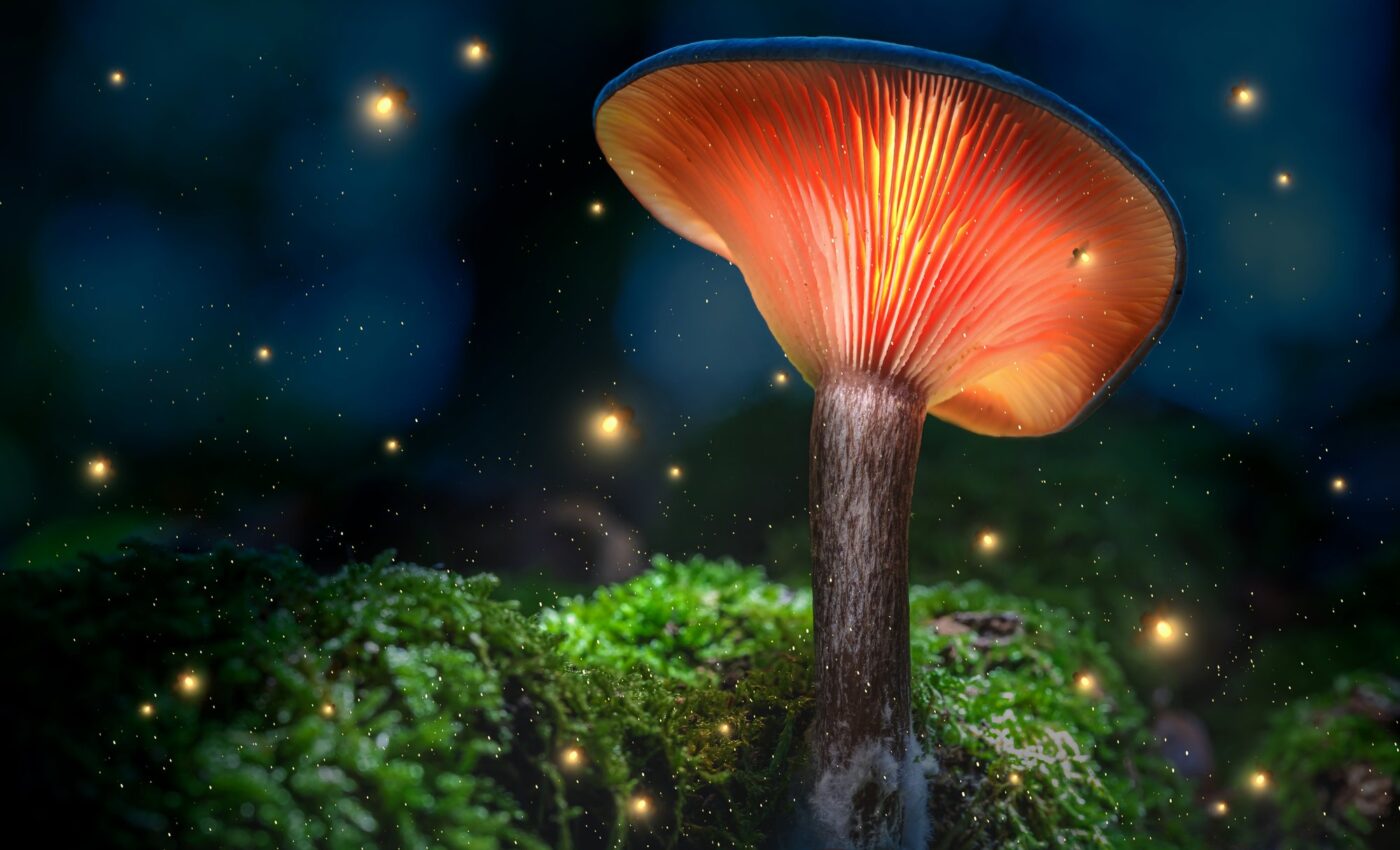 Nighttime buzz: Insect activity increases by 31.4% at night