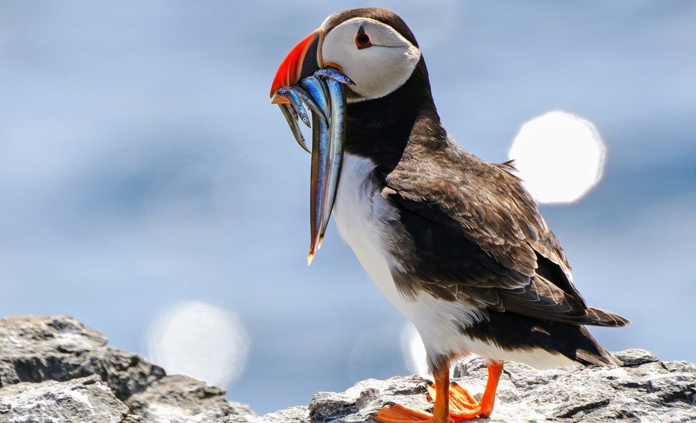 Wings without borders: The significance of World Migratory Bird Day