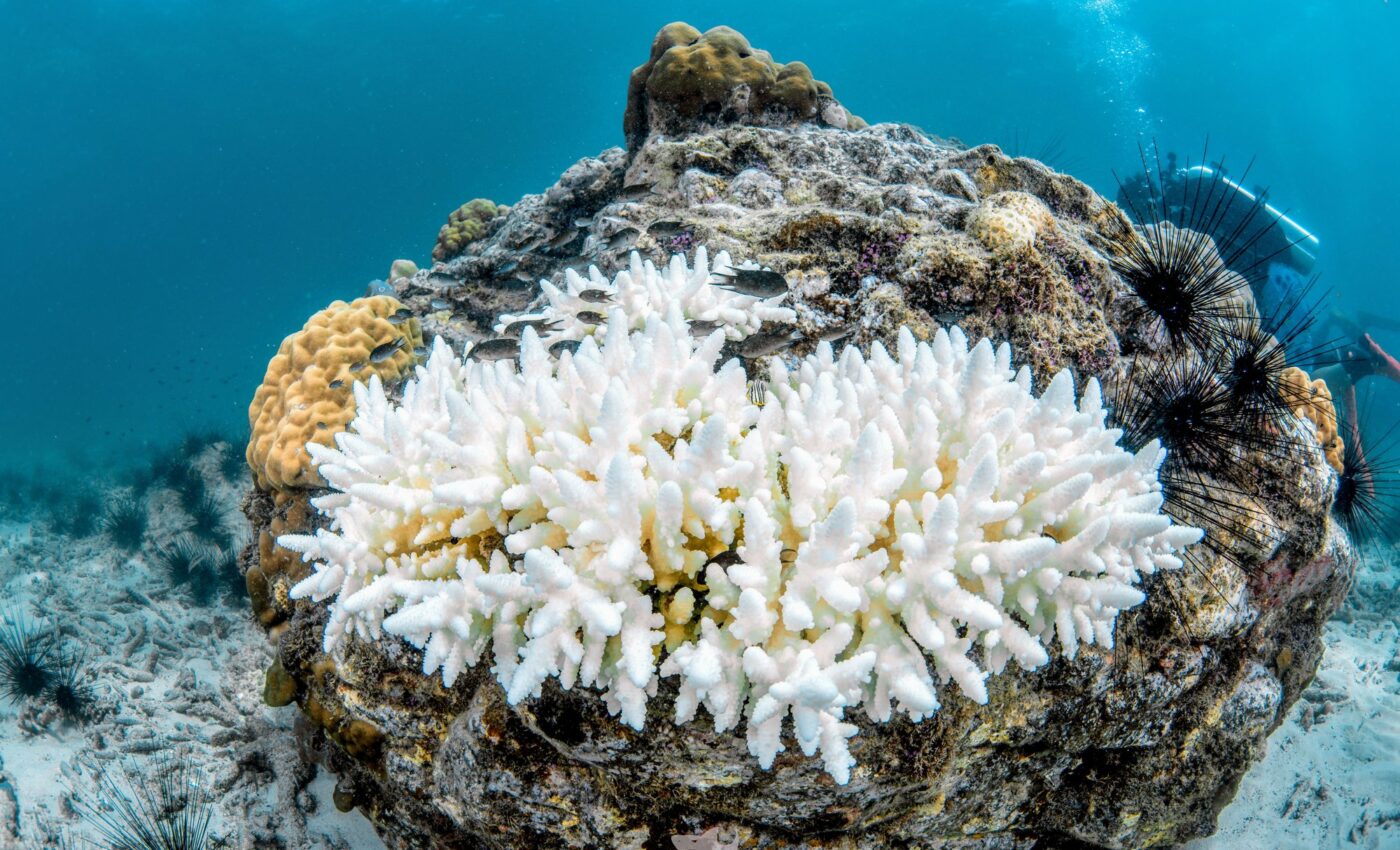 Coral reefs could vanish if temperatures continue to rise