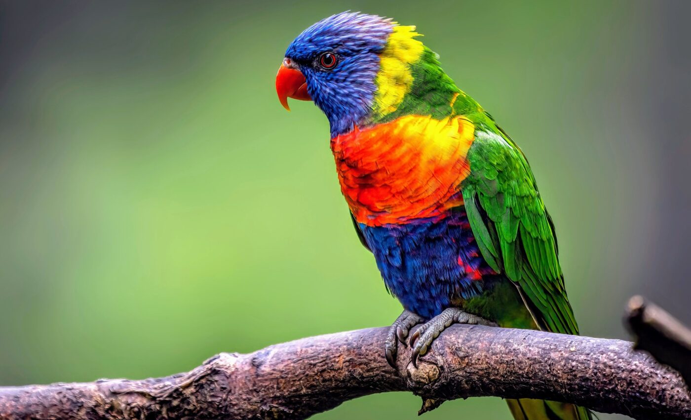 Island bird communities are changing in unexpected ways