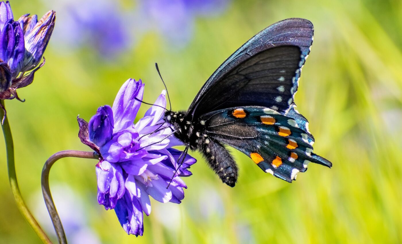 Study reveals an alarming decline in pollinator diversity