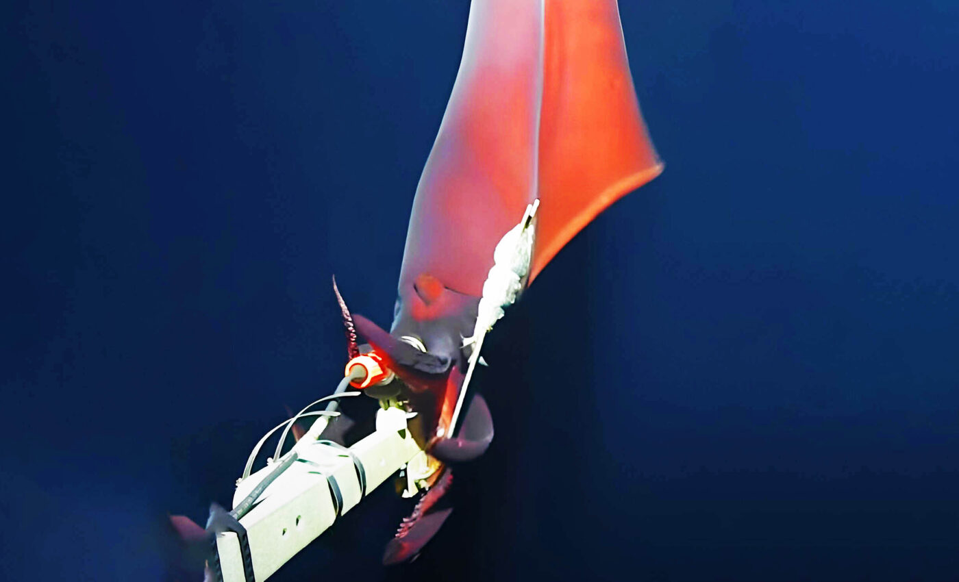 Rare ‘deep-sea hooked squid’ captured on video