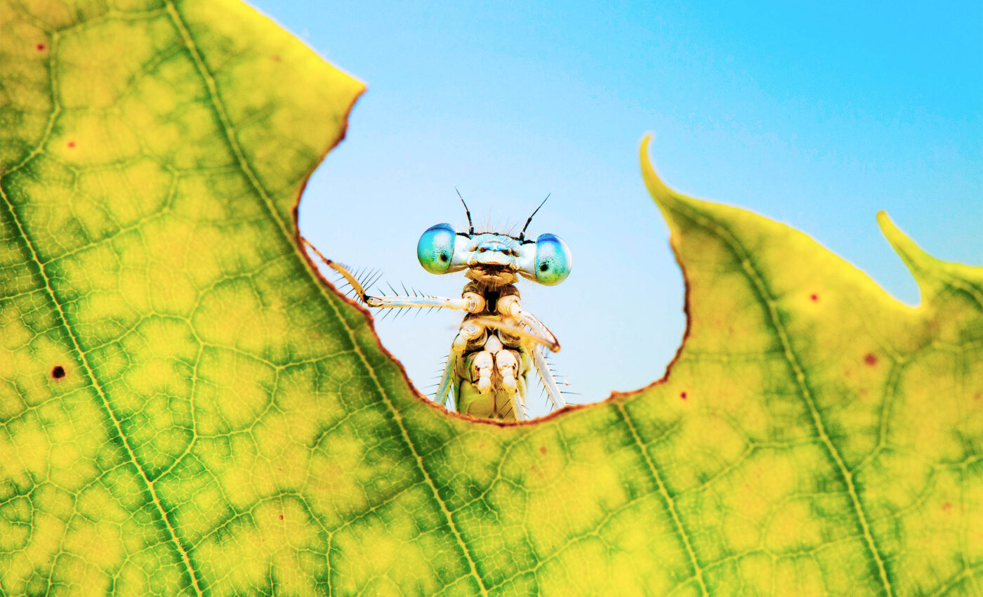 New rule of biology: Instability is key to evolution and life