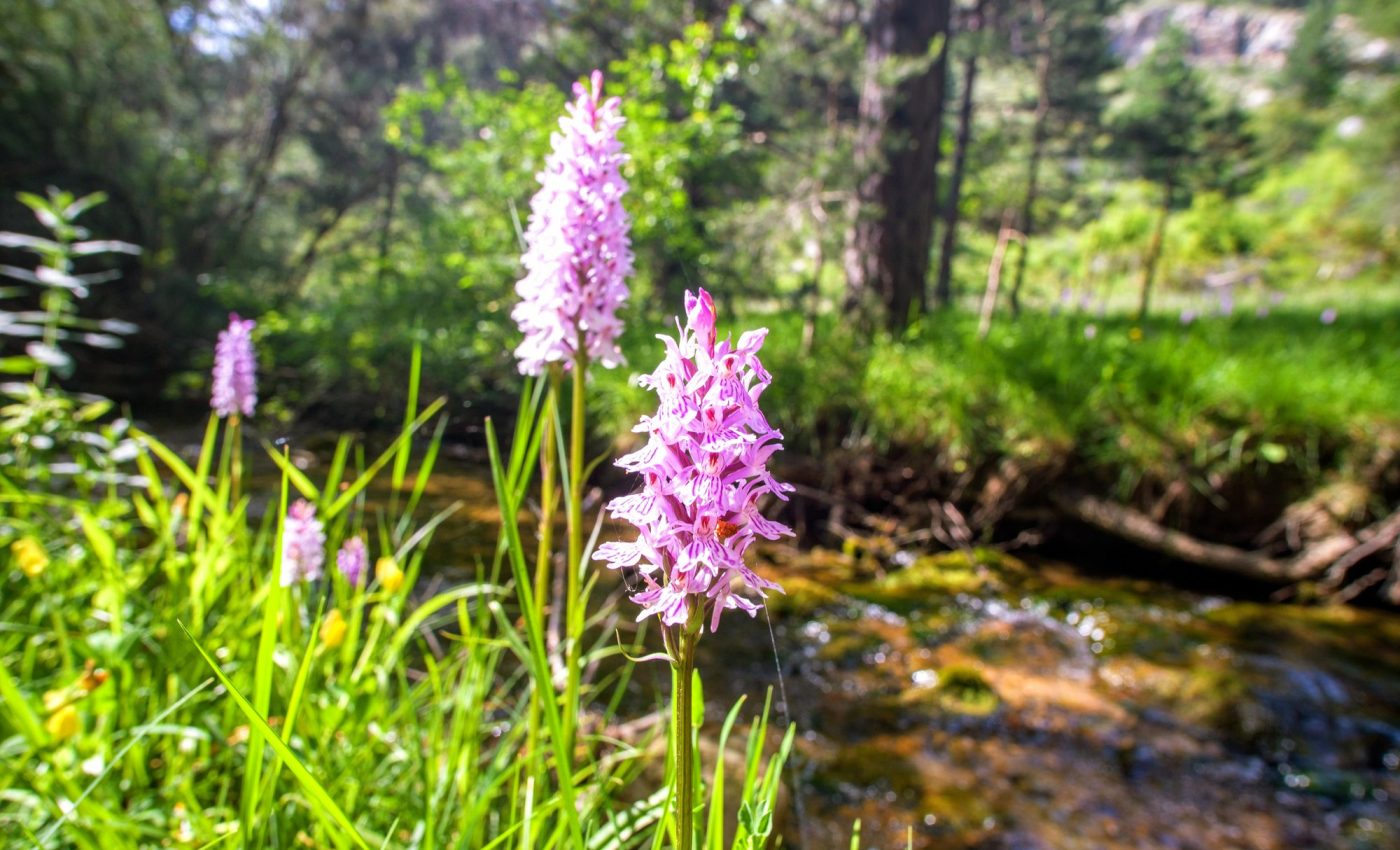 Orchid parents nurture seedlings through fungal networks