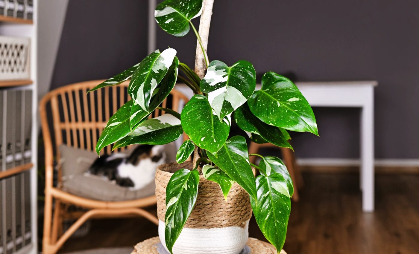 Bioengineered 'super plant' acts as a natural indoor air purifier