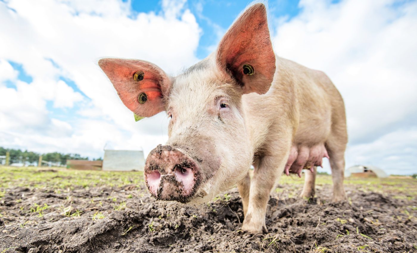 Slow-growth diet for pigs increases longevity and productivity