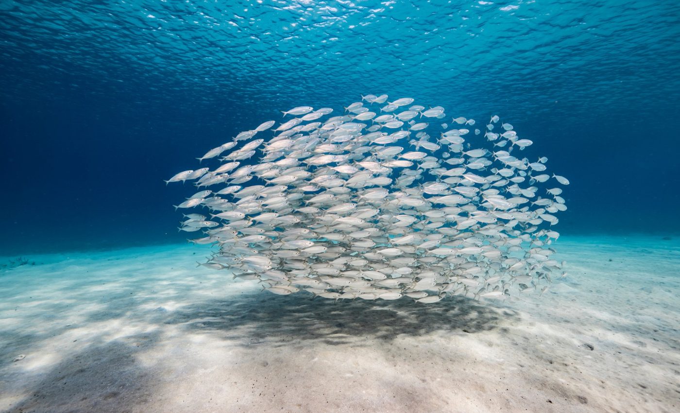 Fish use 79% less energy when they swim in a group