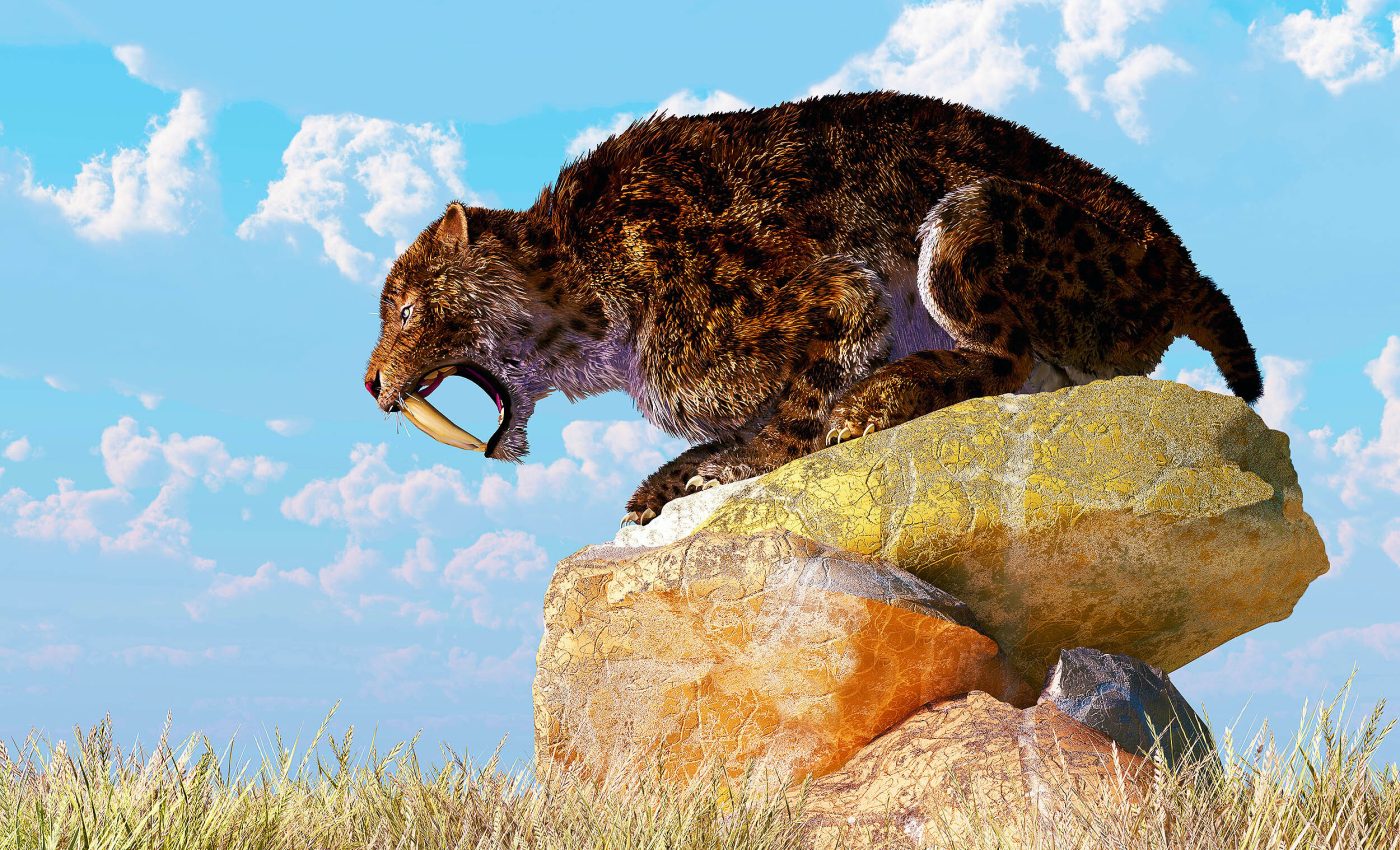 "Ugly" fossil find reveals secrets of large prehistoric cats