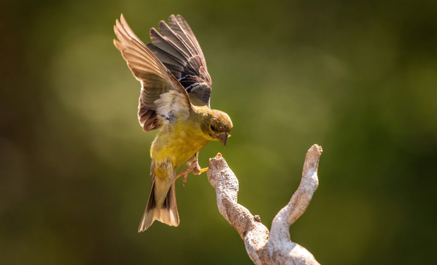 Universal equation predicts the flapping frequency of birds, insects, and even whales