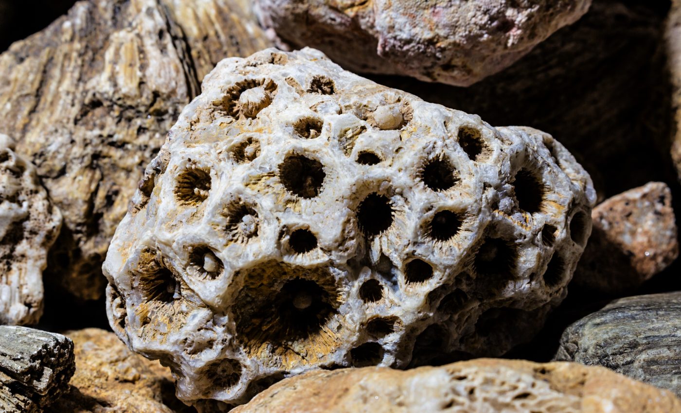 550-million-year-old fossil sponge discovered in China