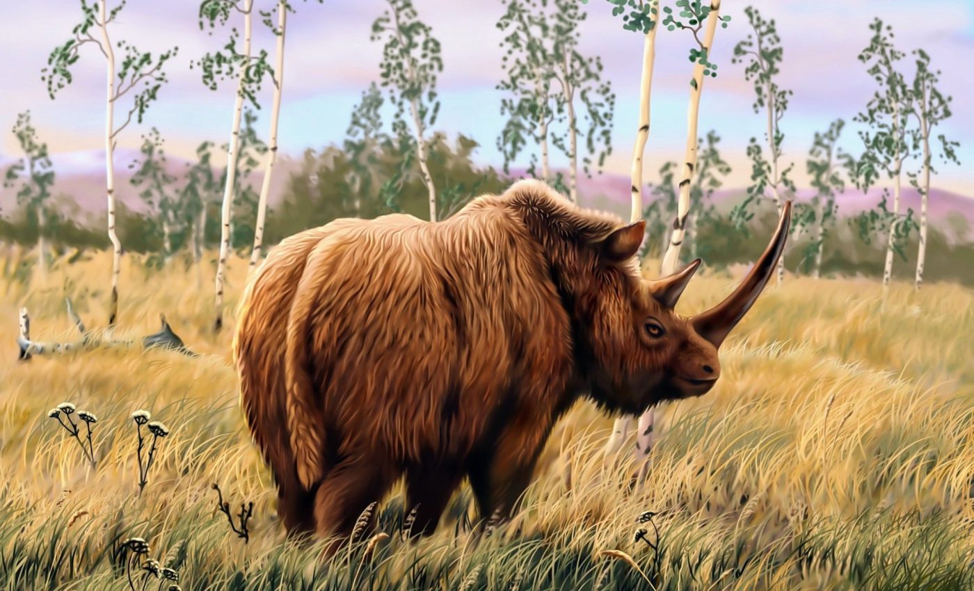 Humans hunted the woolly rhinoceros to extinction