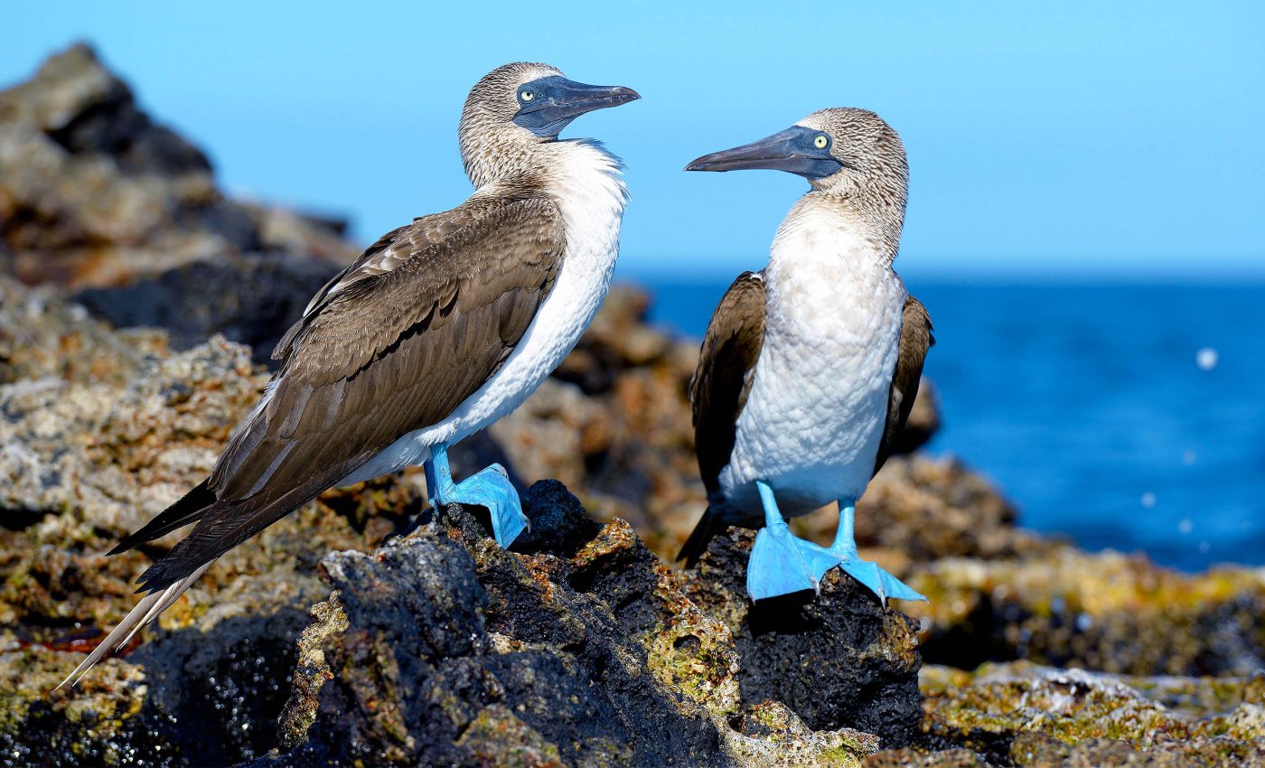 'Evolvability' of a species can be predicted over long periods of time