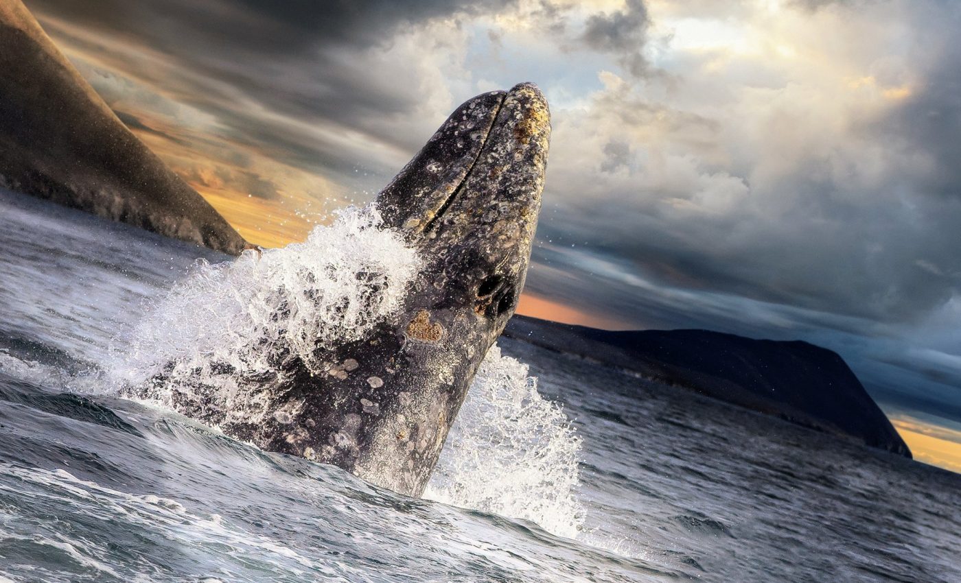 Gray whales in the North Pacific are shrinking in size