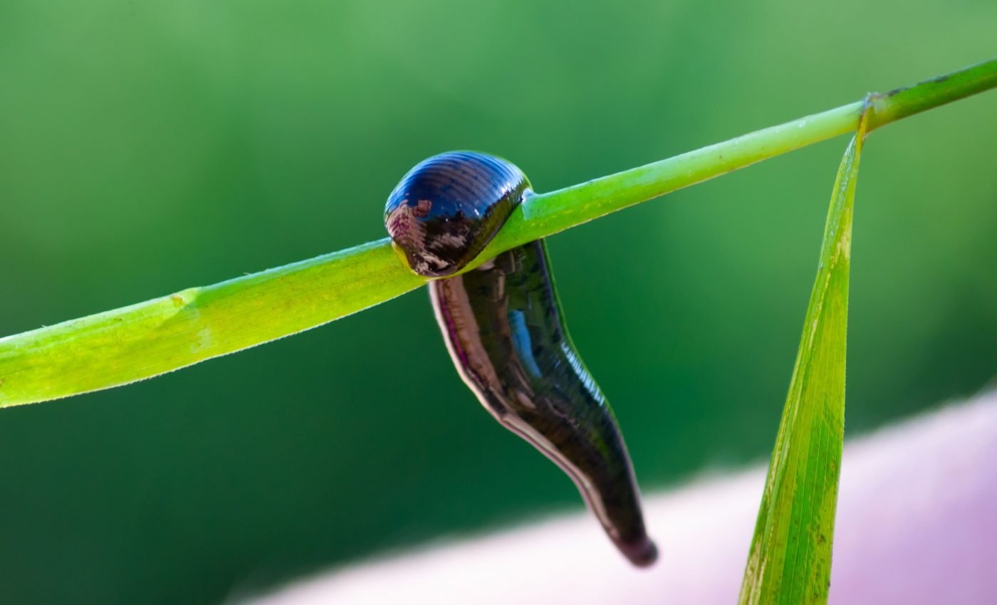 First proof of leeches jumping captured on video