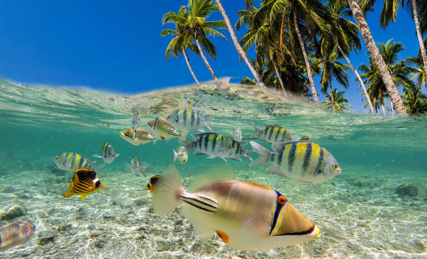 Cascading oxygen loss is endangering ocean life