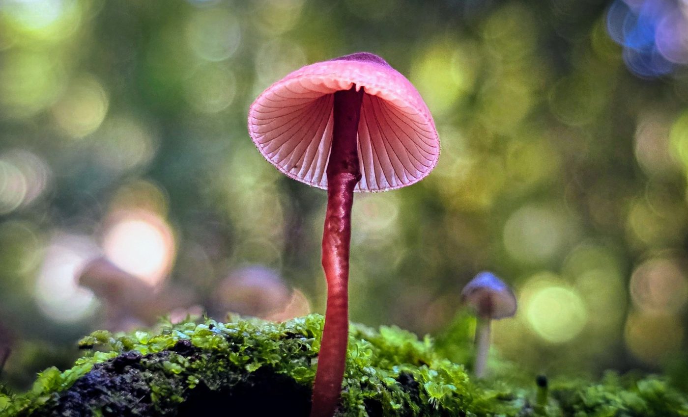 Mycena mushrooms are evolving right before our eyes