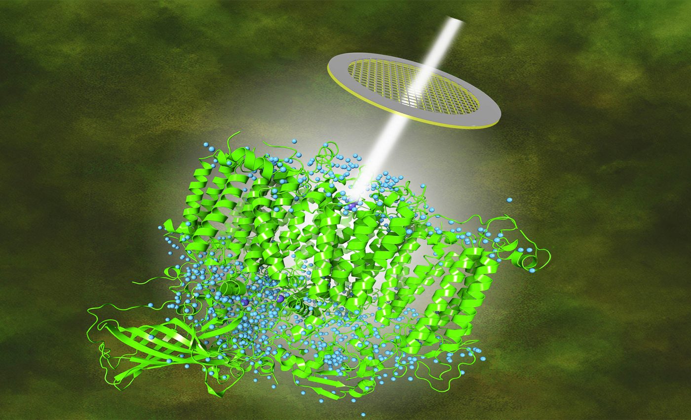 Details of photosynthesis viewed at the atomic level with cryo-microscope