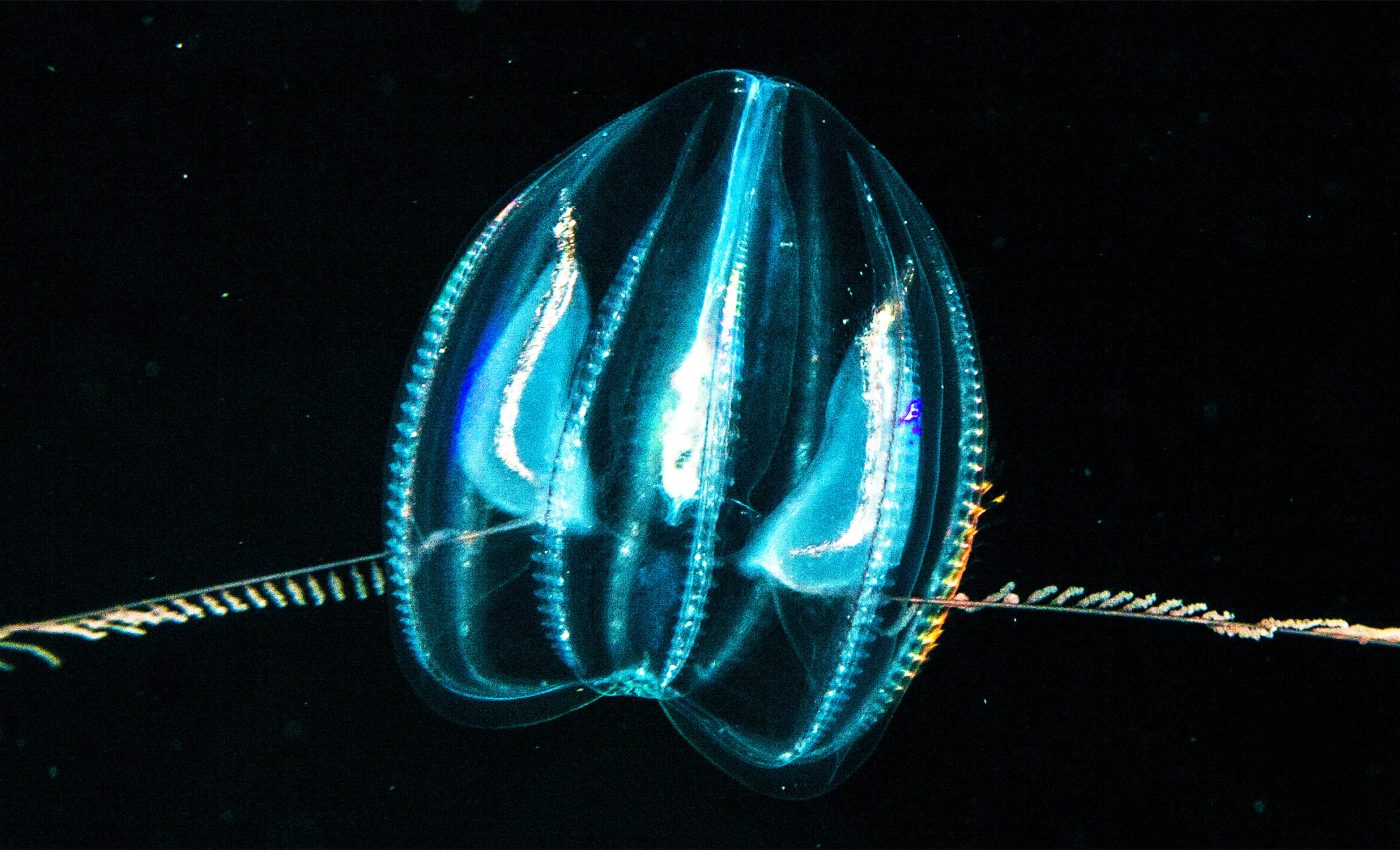 How 'ctenophores' survive and thrive under deep ocean pressure