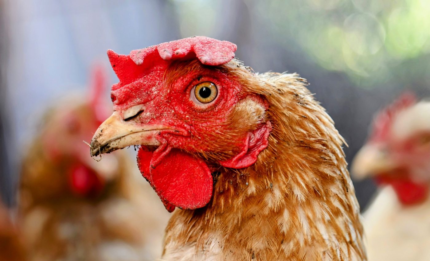 Chicks learn faster when their mothers are red or blue