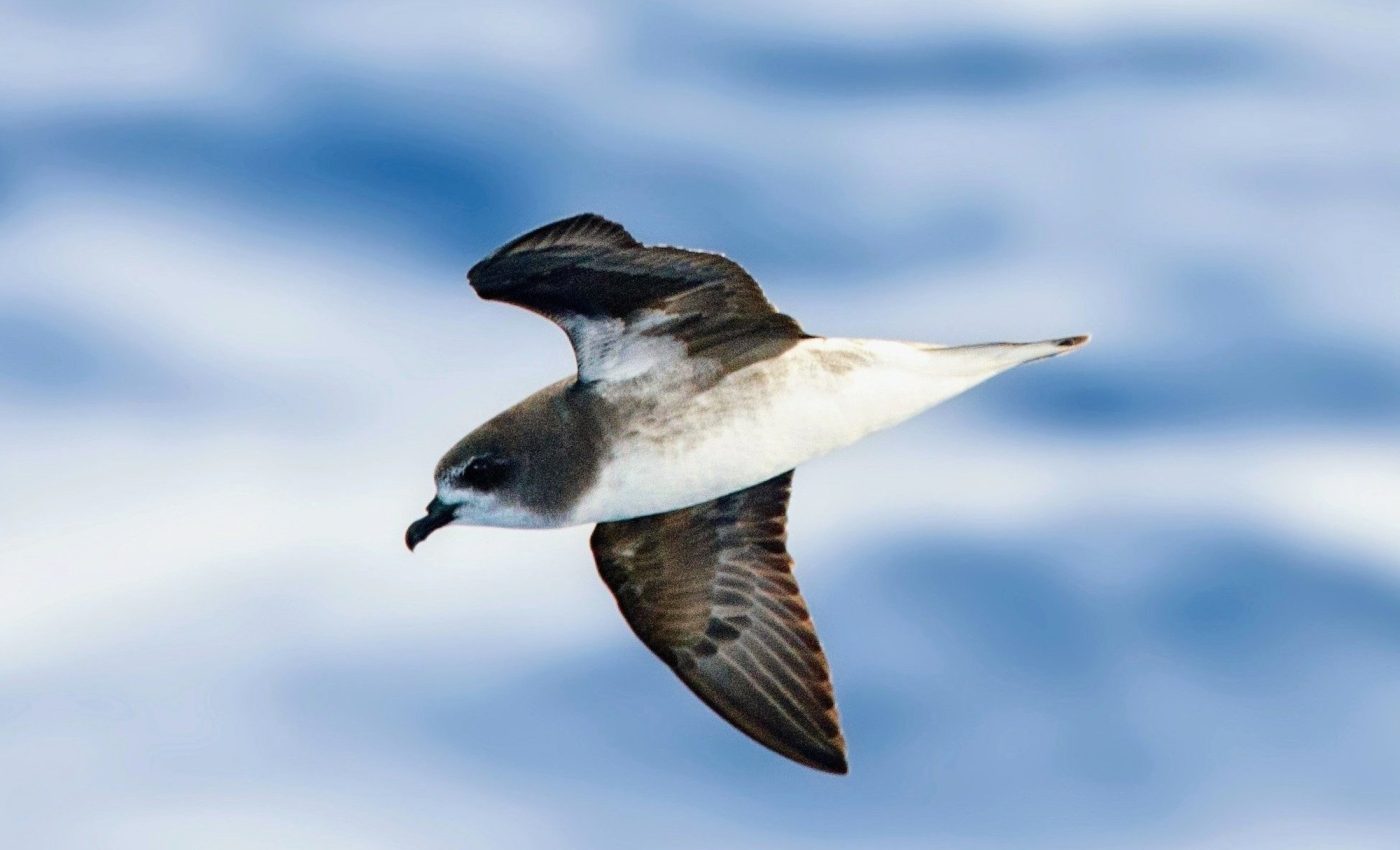 Riders on the storm: Why some seabirds chase cyclones