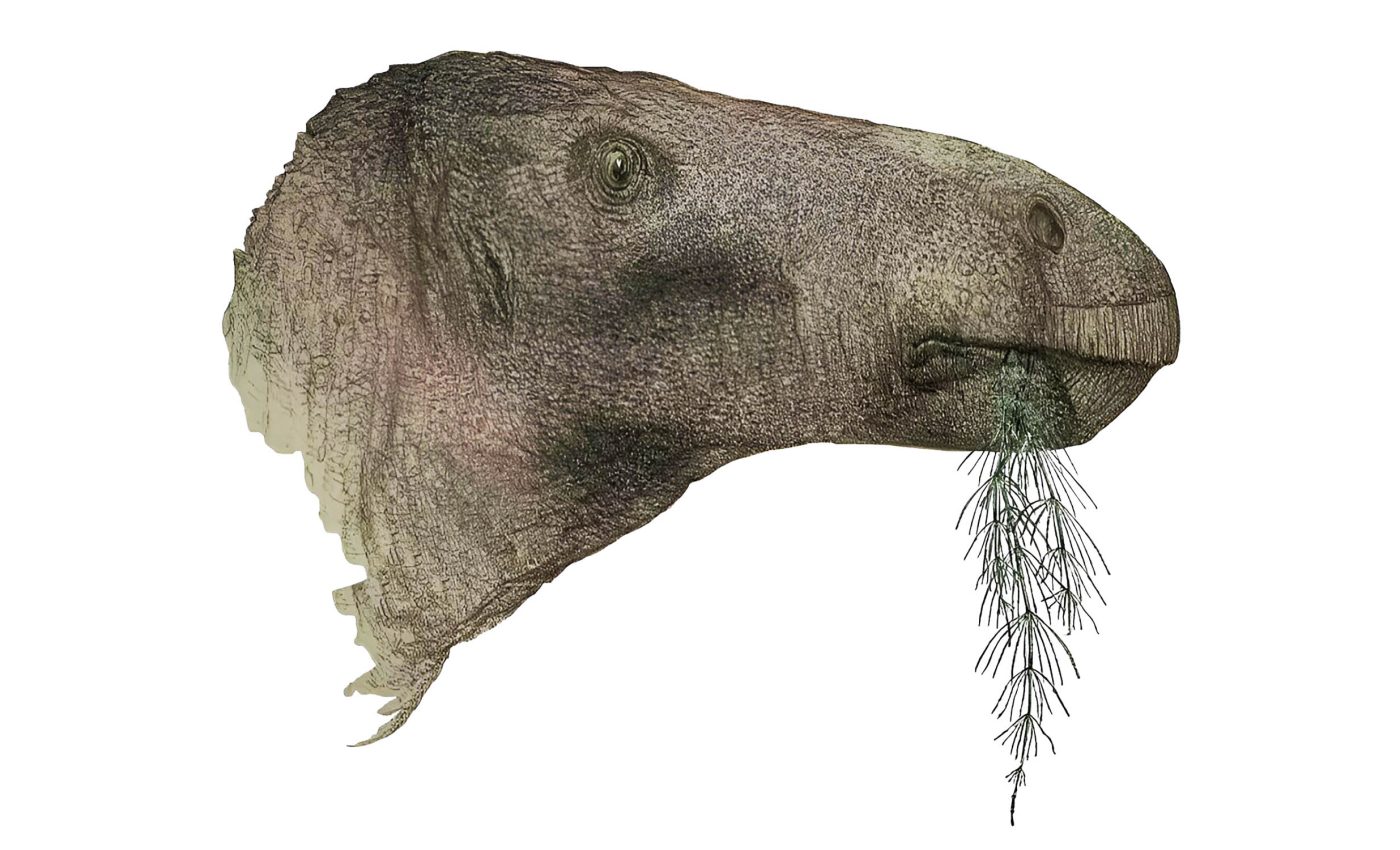 New dinosaur discovery is most complete skeleton ever found