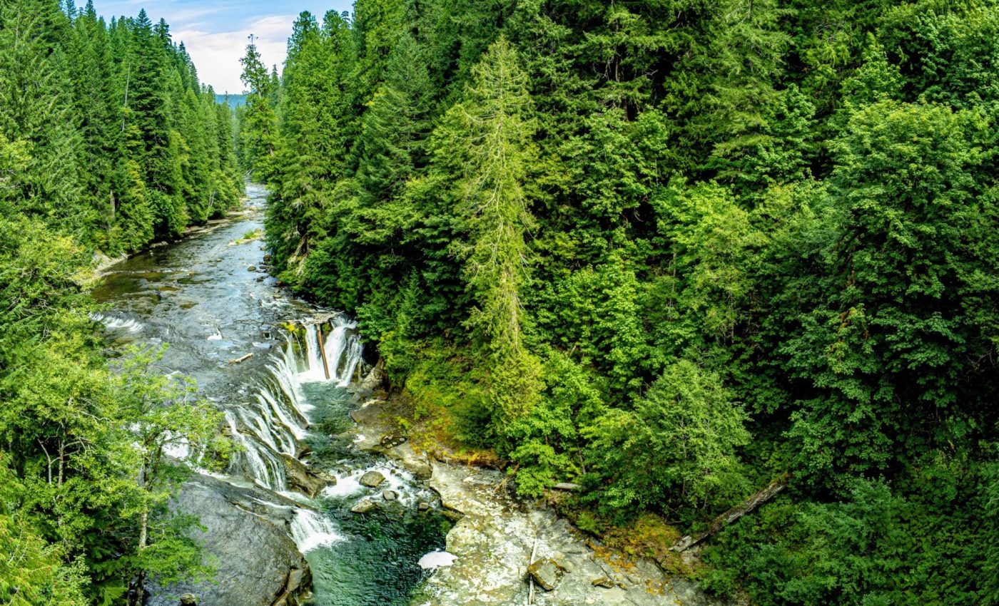 Droughts and fires diminish forests’ carbon storage ability