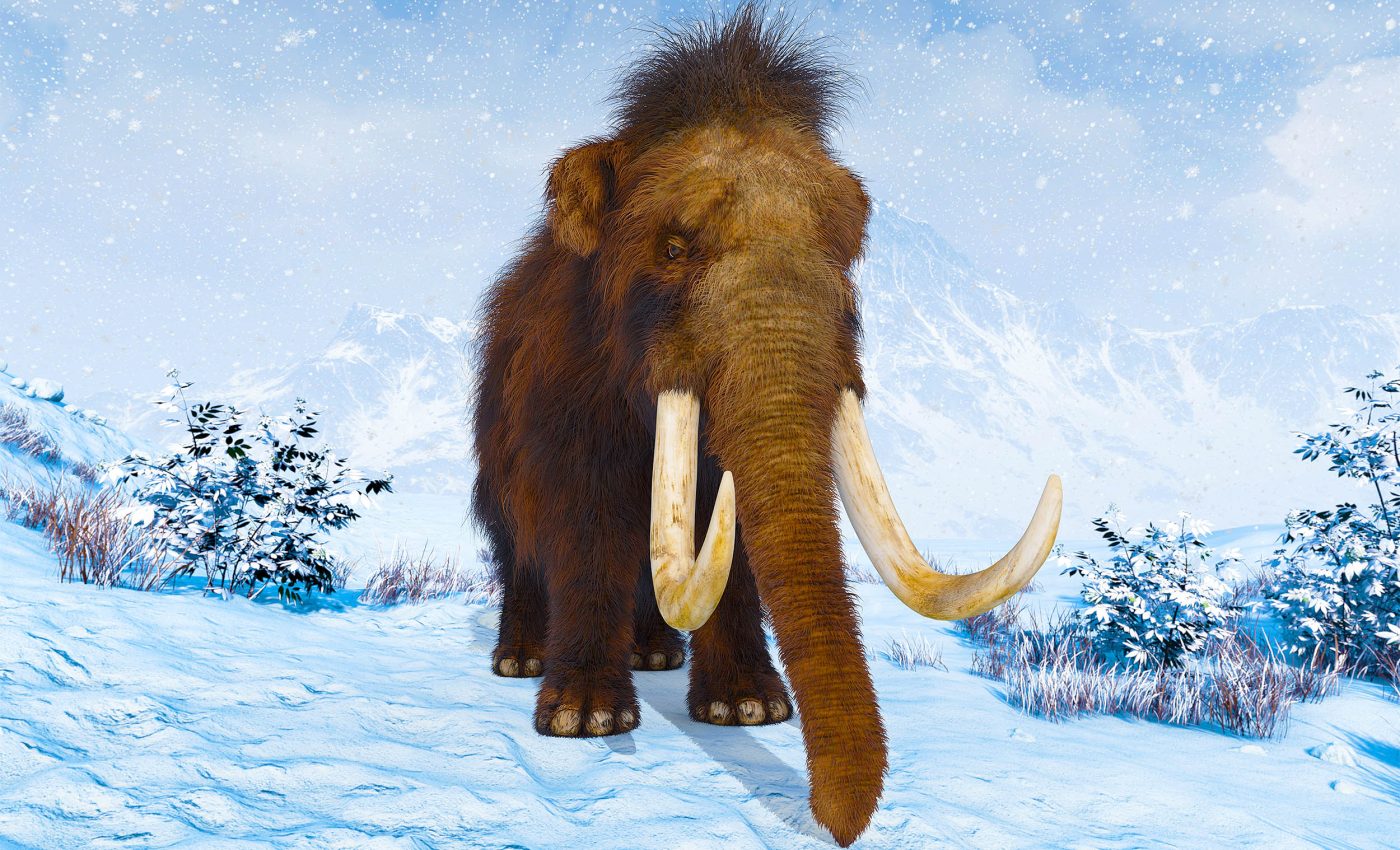 Woolly mammoth freeze-dried skin has active DNA after 52,000 years