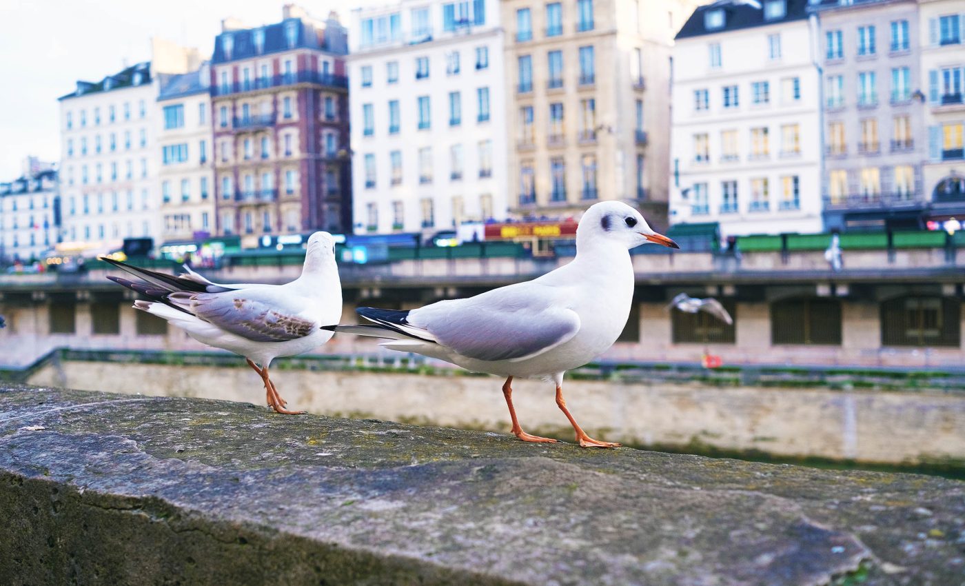 Urban seagulls still prefer seafood over city food