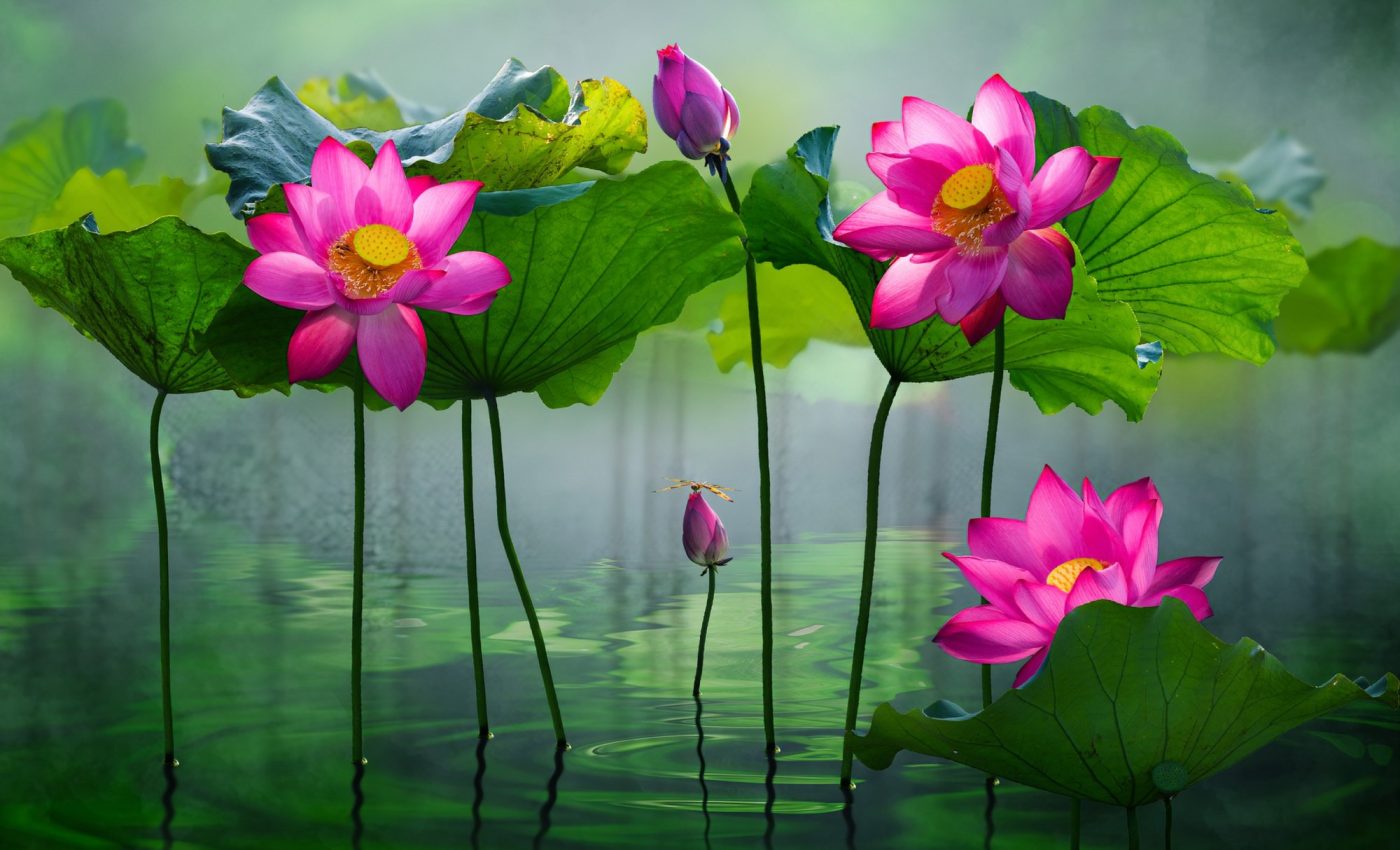 How do plants produce their own nitrogen fertilizer?